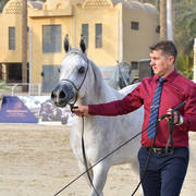 Filly: Azbalia Rabab