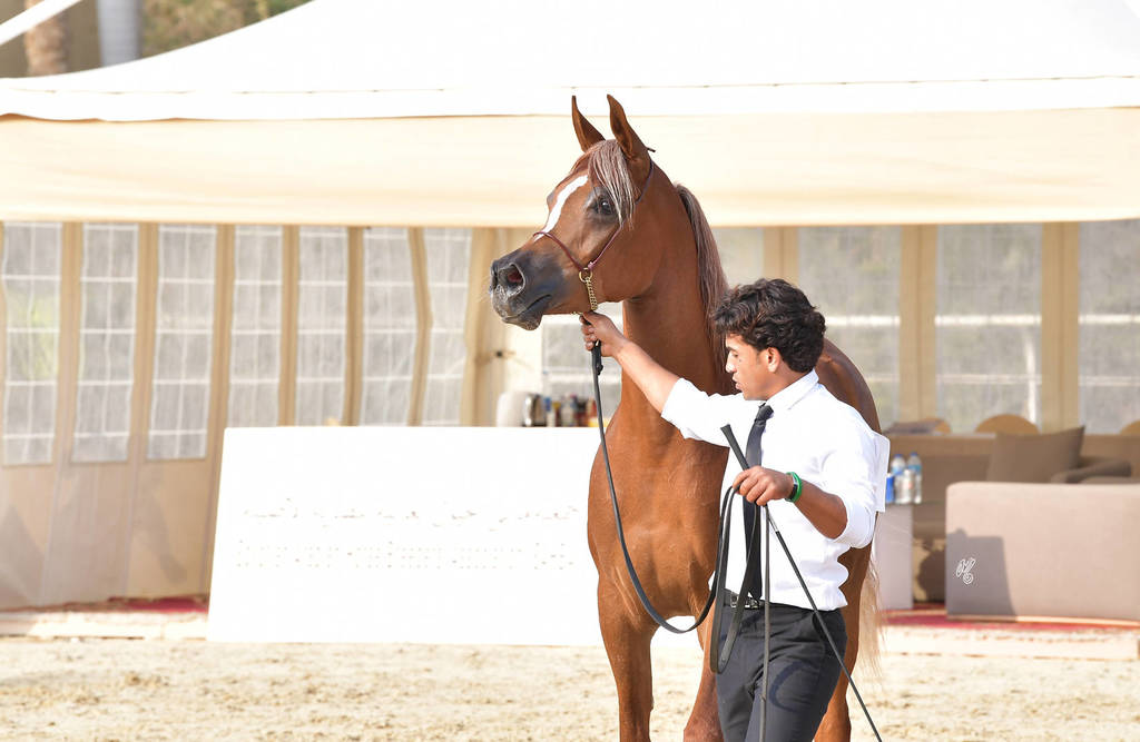 Filly: Zahra El Sheruk