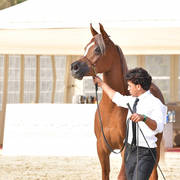 Filly: Zahra El Sheruk
