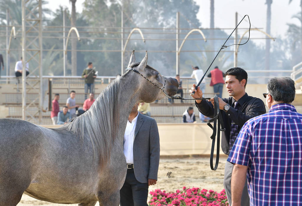 Filly: Wardah Al Waly