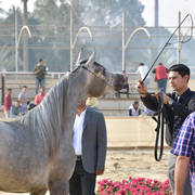 Filly: Wardah Al Waly