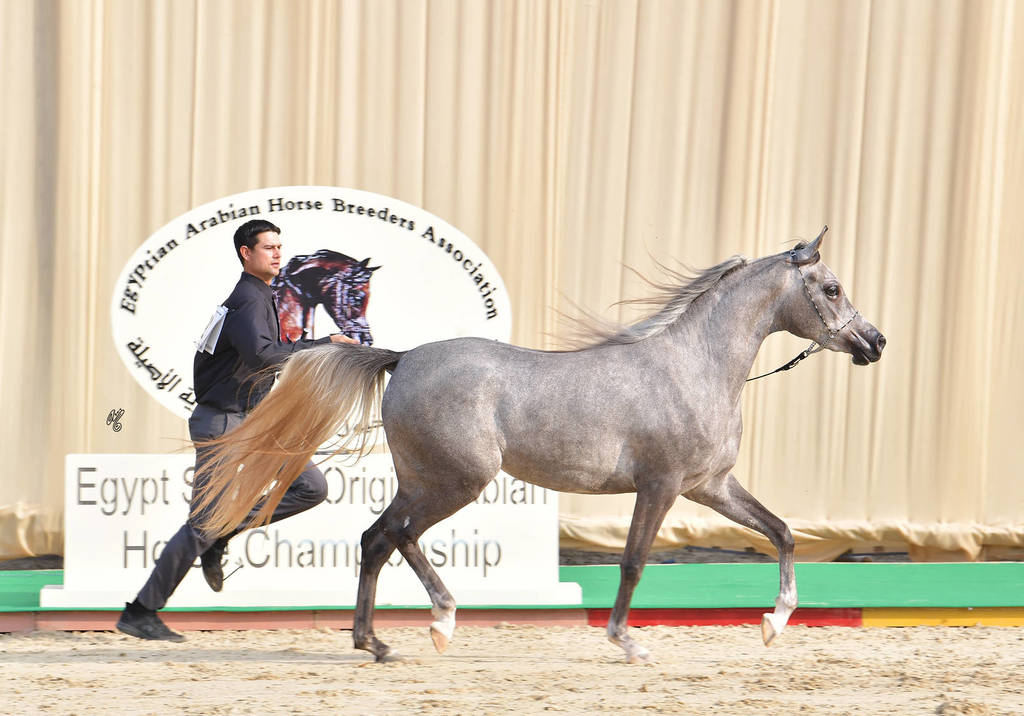 Filly: Wardah Al Waly