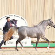 Filly: Wardah Al Waly