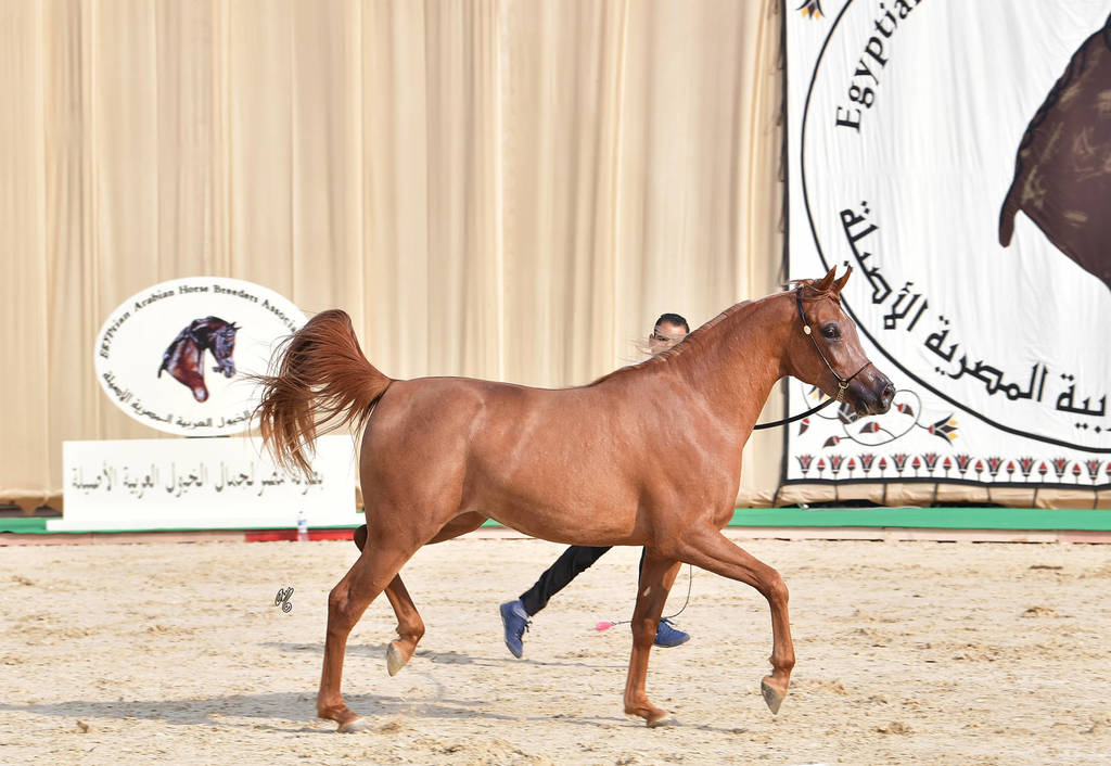 Filly: Haneya Rabab