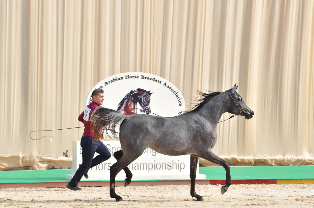 Yearling Filly: Sultana Al Safinat