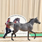 Yearling Filly: Sultana Al Safinat