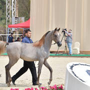 Yearling Filly: Haya Basyouni