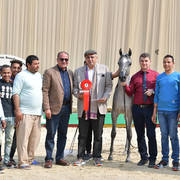 Yearling Filly: Rokia Rabab