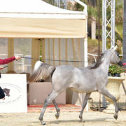 Yearling Filly: Rokia Rabab