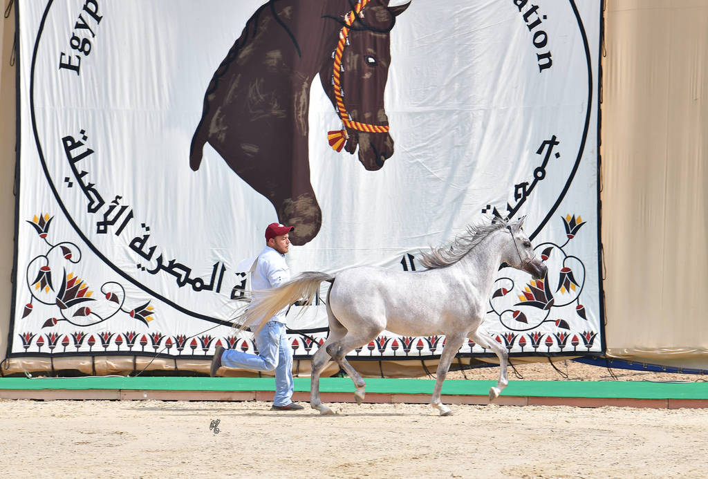 Yearling Filly: Horiaa El Gabry