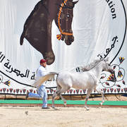 Yearling Filly: Horiaa El Gabry