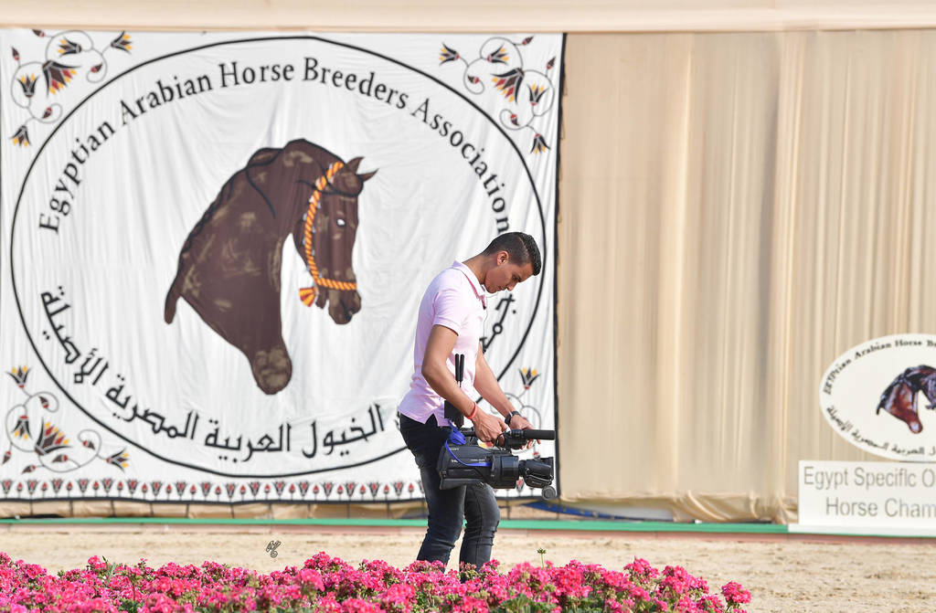 Lisa Abraham: The 2019 Egypt Specific Origin Arabian Horse Championship Photo Gallery