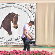 Lisa Abraham: The 2019 Egypt Specific Origin Arabian Horse Championship Photo Gallery