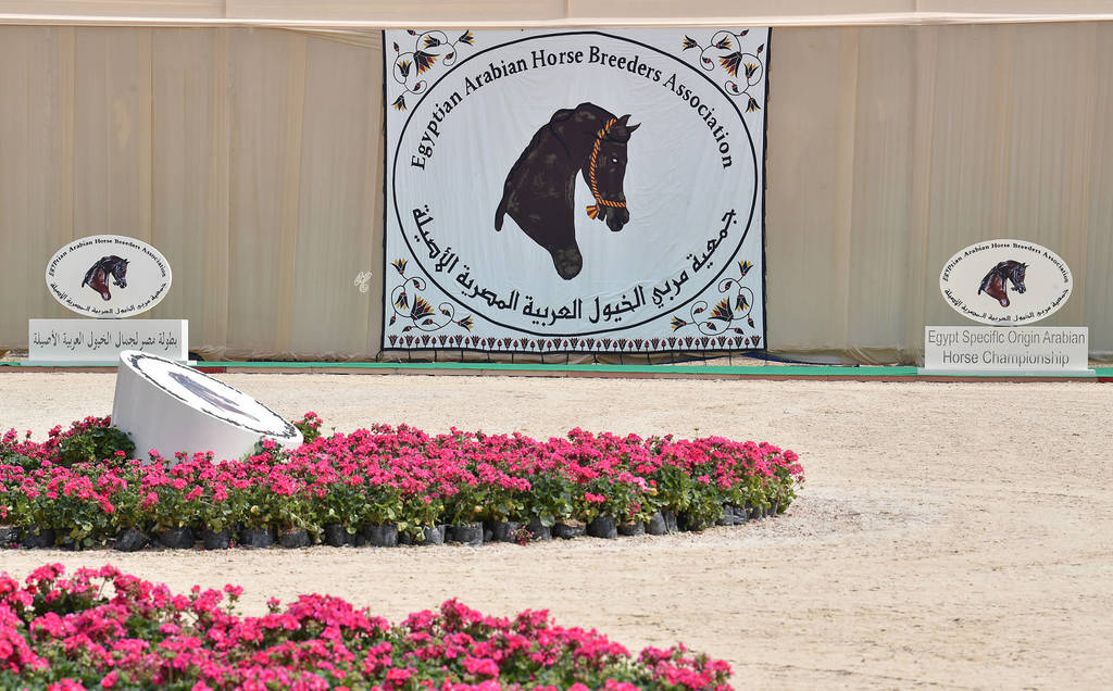 Lisa Abraham: The 2019 Egypt Specific Origin Arabian Horse Championship Photo Gallery