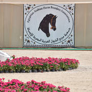 Lisa Abraham: The 2019 Egypt Specific Origin Arabian Horse Championship Photo Gallery