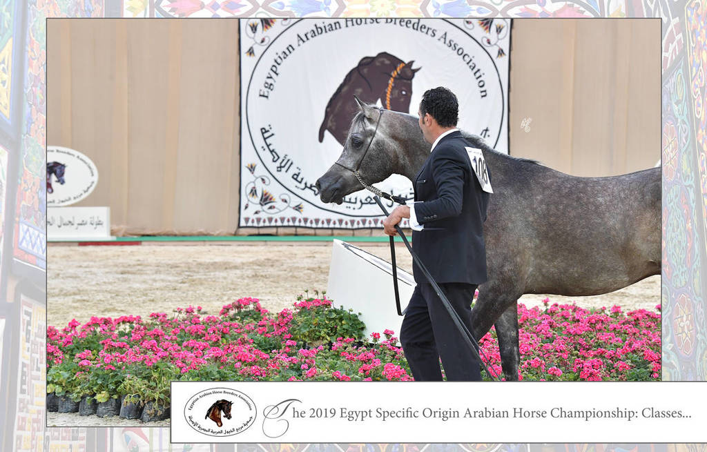 Lisa Abraham: The 2019 Egypt Specific Origin Arabian Horse Championship Photo Gallery