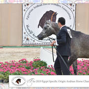 Lisa Abraham: The 2019 Egypt Specific Origin Arabian Horse Championship Photo Gallery