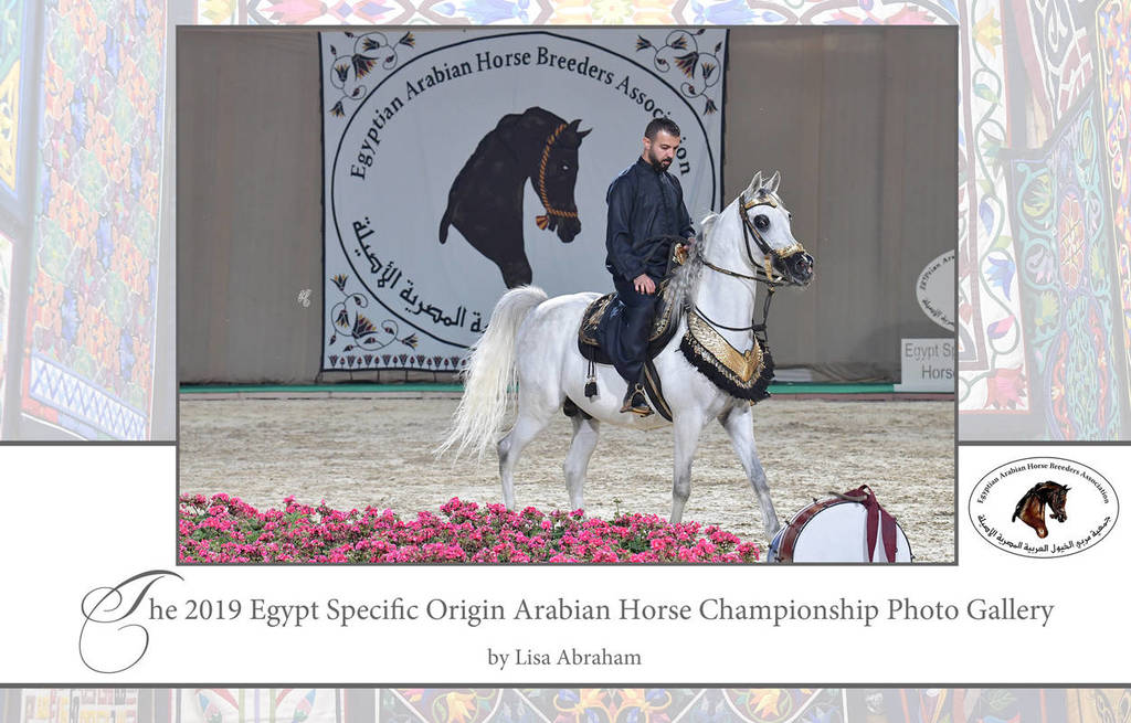 Lisa Abraham: The 2019 Egypt Specific Origin Arabian Horse Championship Photo Gallery