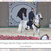 Lisa Abraham: The 2019 Egypt Specific Origin Arabian Horse Championship Photo Gallery