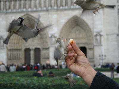 2006 Paris, France Salon Du Cheval Show