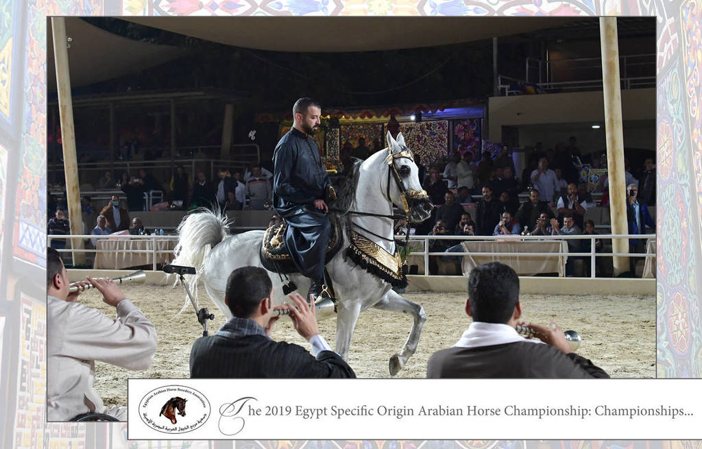 Lisa Abraham: The 2019 Egypt Specific Origin Arabian Horse Championship Photo Gallery