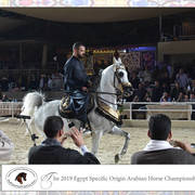 Lisa Abraham: The 2019 Egypt Specific Origin Arabian Horse Championship Photo Gallery