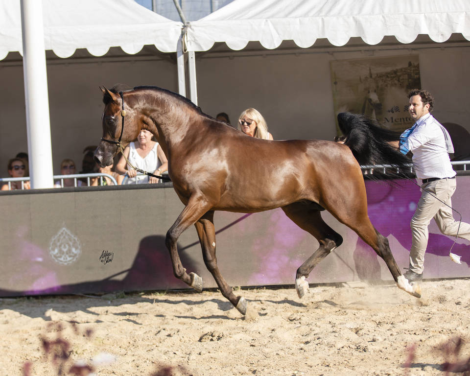 Zuhayr Al Shaqab - Yearling Male Silver Champion