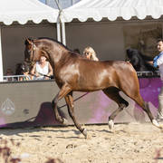 Zuhayr Al Shaqab - Yearling Male Silver Champion