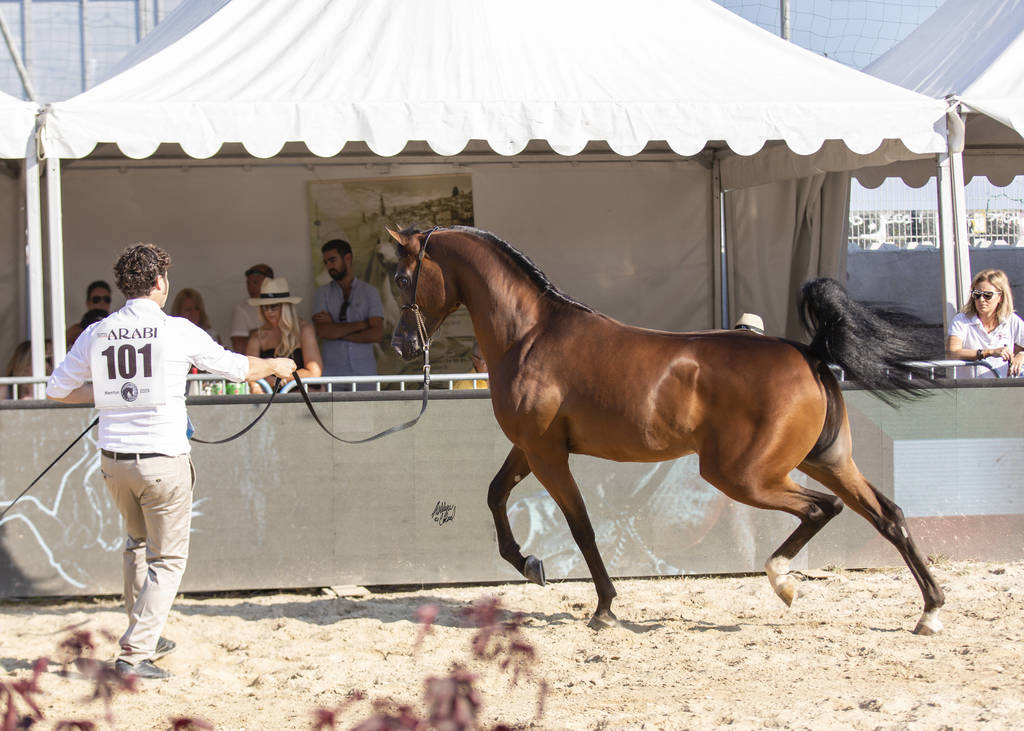 Zuhayr Al Shaqab - Yearling Male Silver Champion