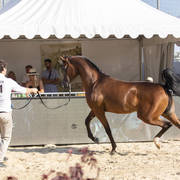 Zuhayr Al Shaqab - Yearling Male Silver Champion