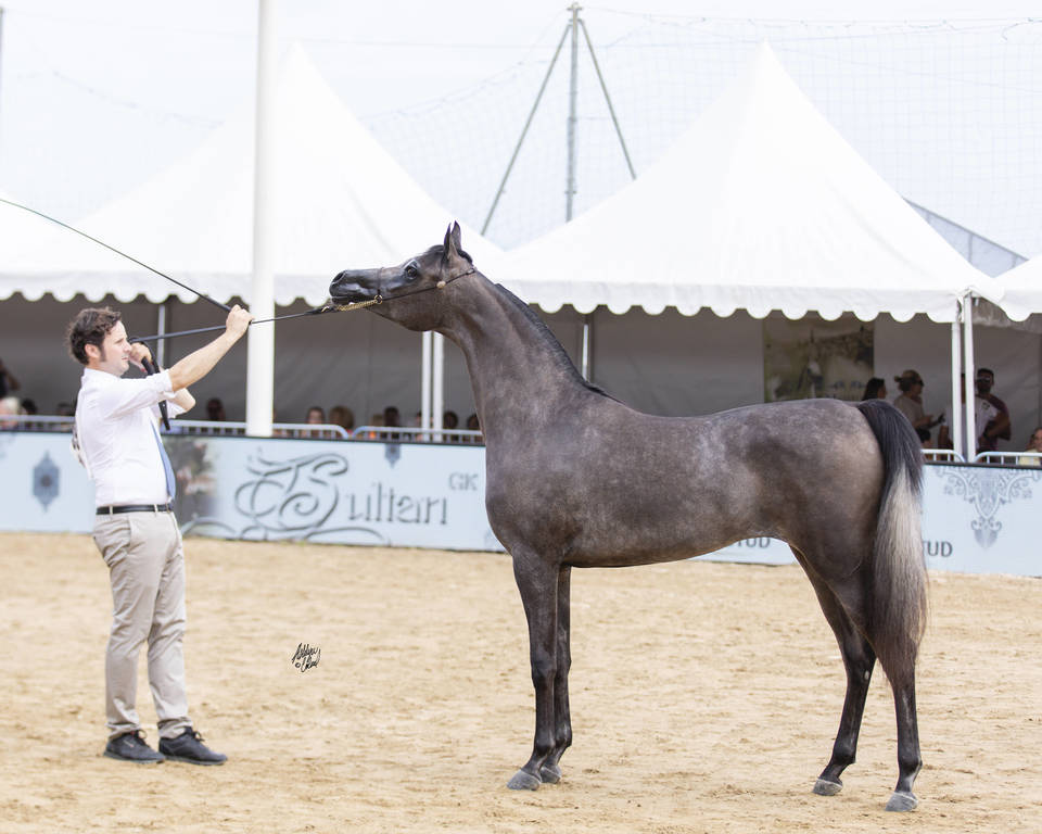 Menton Arabian Horse Show 2019
