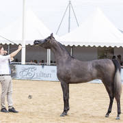 Menton Arabian Horse Show 2019