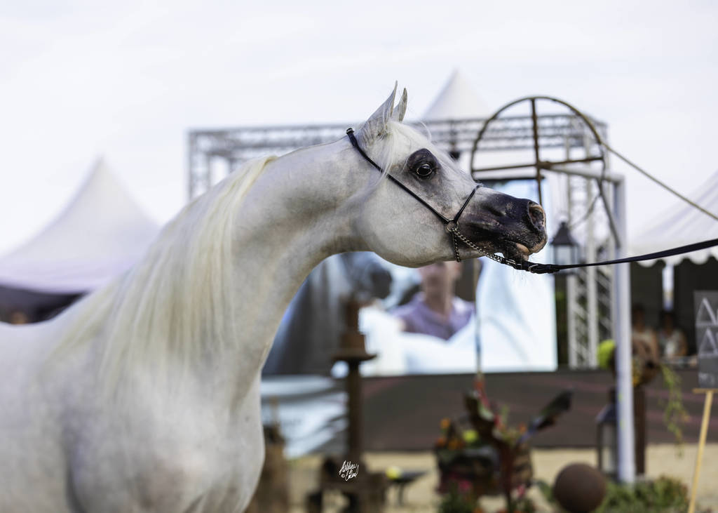Menton Arabian Horse Show 2019