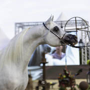 Menton Arabian Horse Show 2019