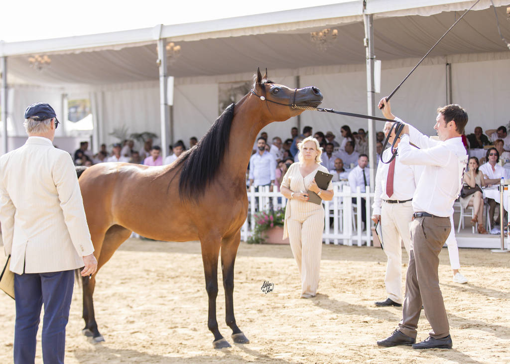 Menton Arabian Horse Show 2019