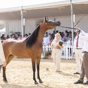 Menton Arabian Horse Show 2019