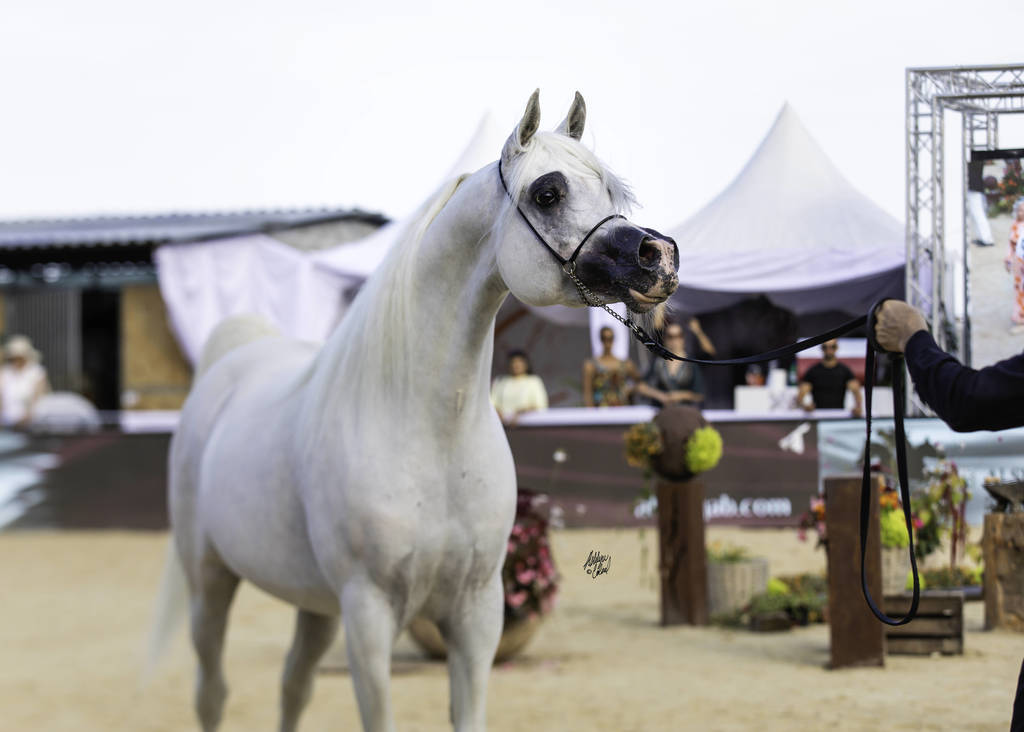 Menton Arabian Horse Show 2019