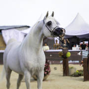 Menton Arabian Horse Show 2019
