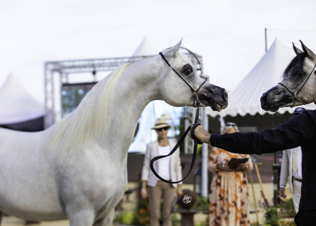 Menton Arabian Horse Show 2019