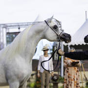 Menton Arabian Horse Show 2019