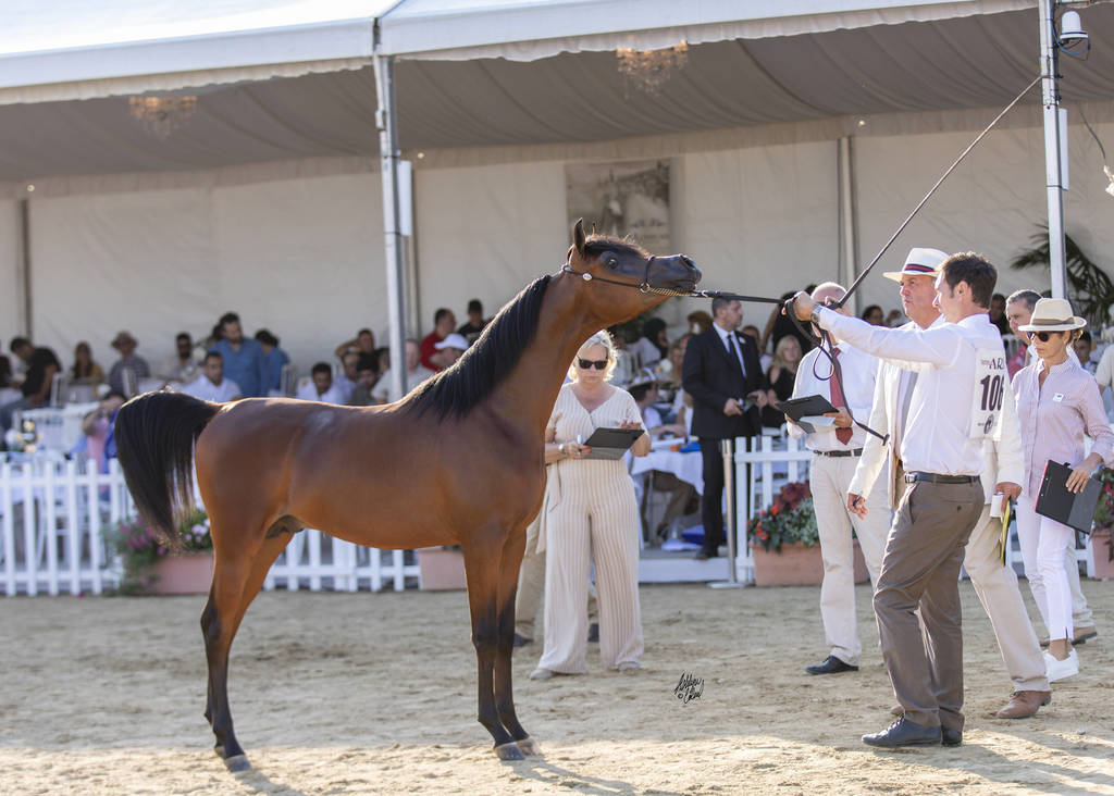 Menton Arabian Horse Show 2019
