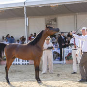 Menton Arabian Horse Show 2019
