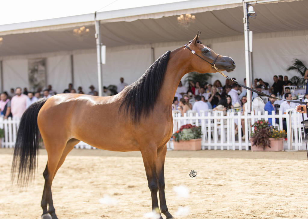 Menton Arabian Horse Show 2019