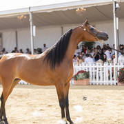 Menton Arabian Horse Show 2019