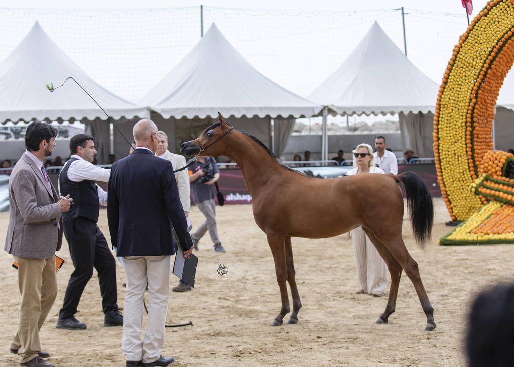Menton Arabian Horse Show 2019