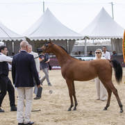 Menton Arabian Horse Show 2019