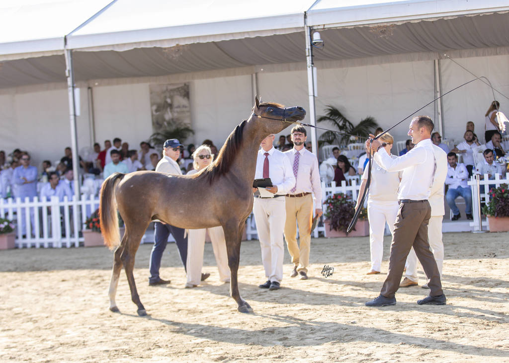 Menton Arabian Horse Show 2019