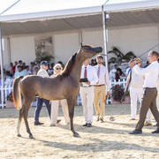 Menton Arabian Horse Show 2019