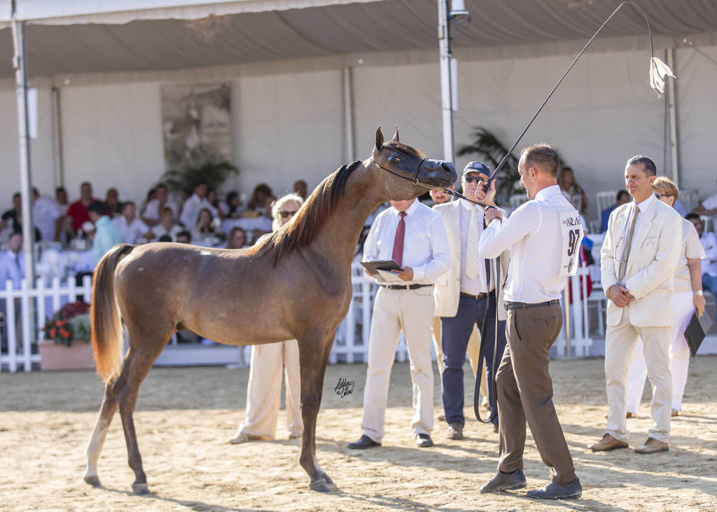 Menton Arabian Horse Show 2019