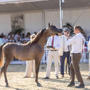 Menton Arabian Horse Show 2019